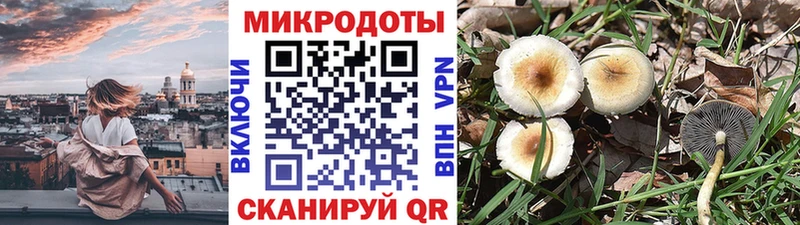 Псилоцибиновые грибы Cubensis сколько стоит Каменногорск